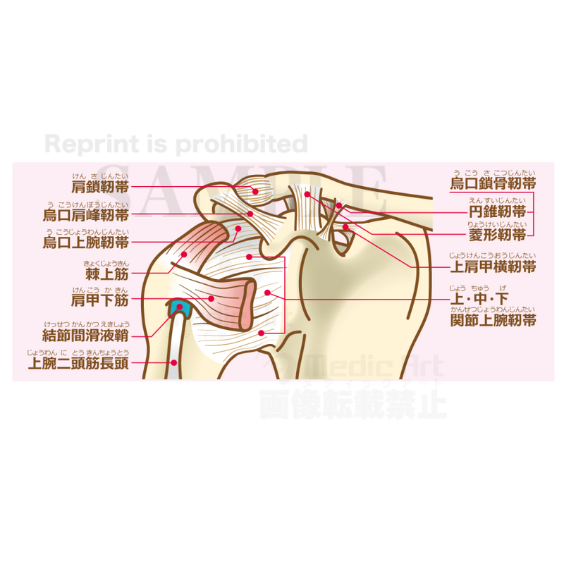 肩関節の構造（靭帯と腱）［文字付］