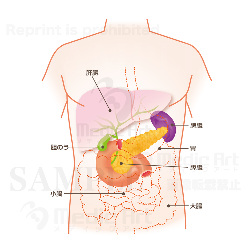 膵臓の位置はこのあたり（上半身：肝臓・胆のう・膵臓）［文字付］