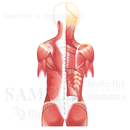 背筋（浅層：せんそう）