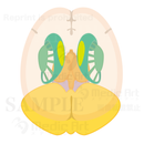 Horizontal section of Basal ganglia,Diencephalon and cerebellar1(Judging from superior aspect)