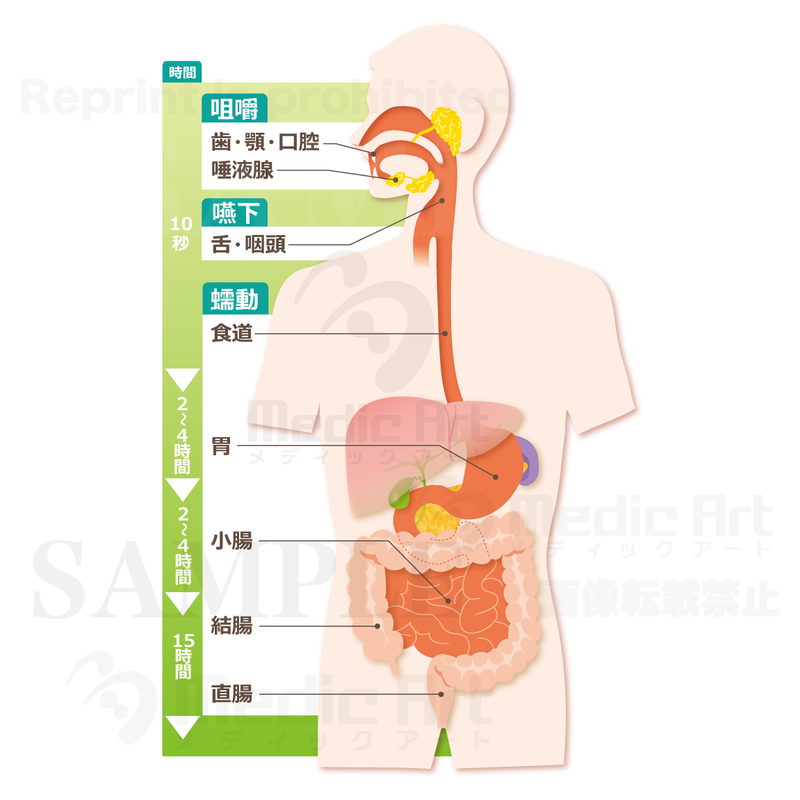 Organs involved in the digestion 1 [with Japanese characters]