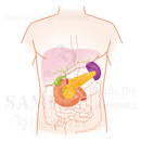The pancreas is located around here (upper body: liver, gallbladder, pancreas) 