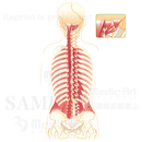 Back muscles (the deepest layer)