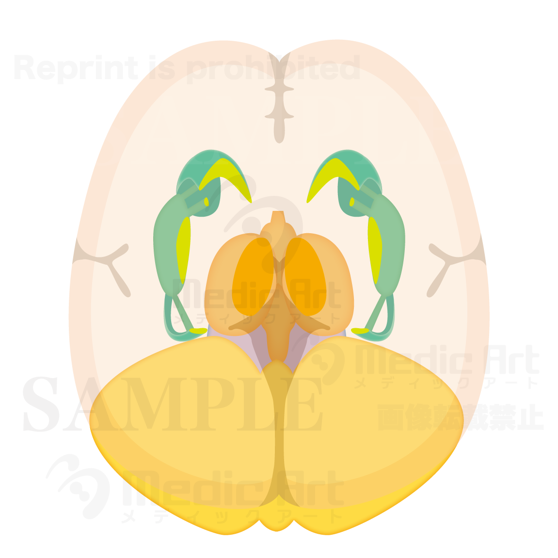 大脳基底間脳、小脳部分との水平断2（上面）