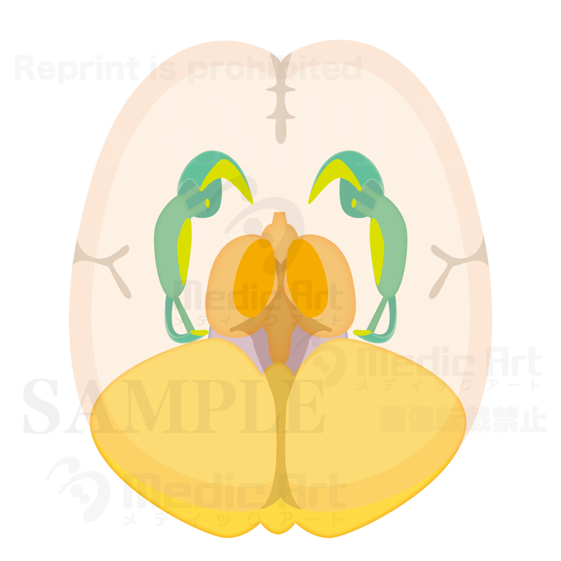大脳基底間脳、小脳部分との水平断2（上面）