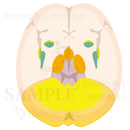  Horizontal section of Basal ganglia,Diencephalon and cerebellar3(Judging from superior aspect)