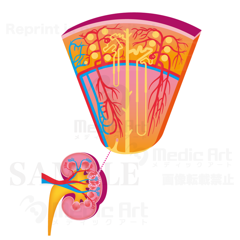 腎臓と拡大図（皮質と髄質）