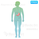 胃の位置はこのあたり (全身)