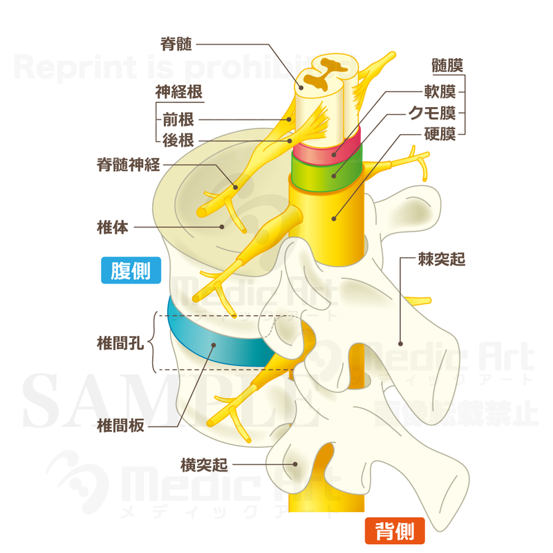 脊柱管（せきちゅうかん）の中と椎間孔（ついかんこう）の構造［文字付］