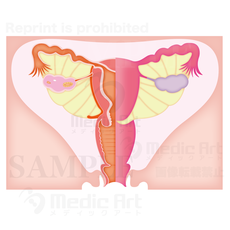 卵巣、卵管、子宮、膣：女性生殖器（後面）