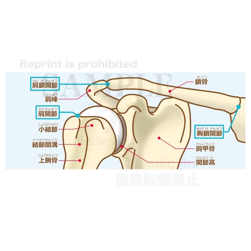 肩関節の構造（骨と関節）［文字付］