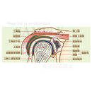 肩関節の構造（肩関節の前頭断）［文字付］