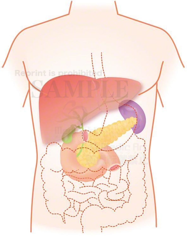The liver is located around here (upper body: liver, gallbladder, pancreas)