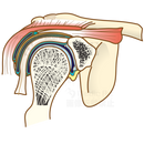 肩関節の構造（肩関節の前頭断）