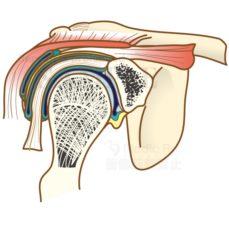 肩関節の構造（肩関節の前頭断）