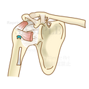 The structure of the shoulder joint (ligaments and tendons)
