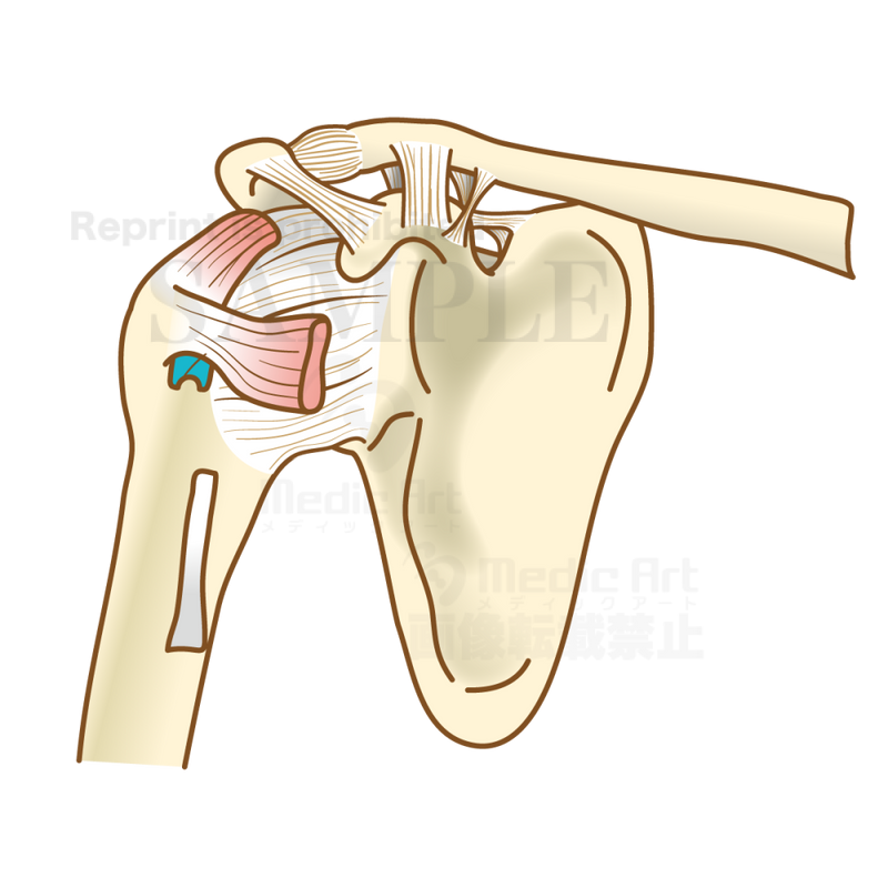 肩関節の構造（靭帯と腱）