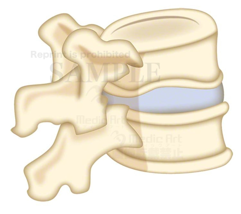 椎骨（ついこつ）間の連結、椎間板