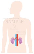 腎臓の位置はこのあたり