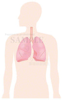 The lung is located around here