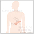 The pancreas is located around here