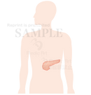 The pancreas is located around here