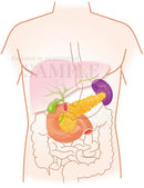 The pancreas is located around here (upper body: liver, gallbladder, pancreas) 