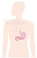 The stomach is located around here