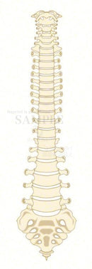 The structure of the vertebral column (front)