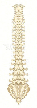 脊柱の構造（背面）