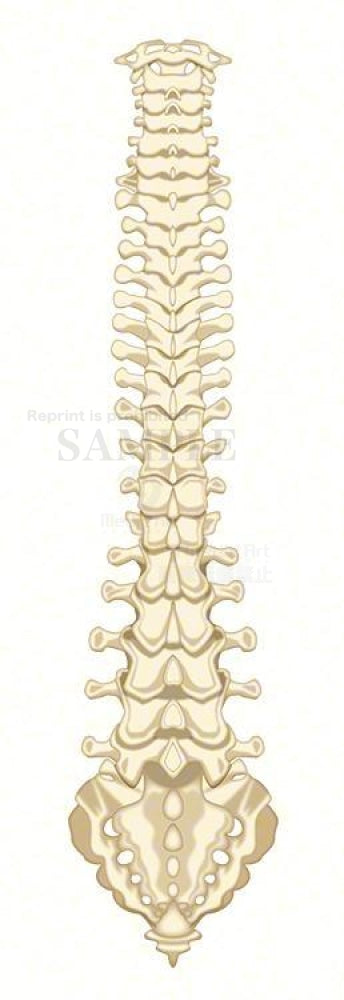 脊柱の構造（背面）