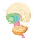 Cross-section of the brain and the basal ganglia
