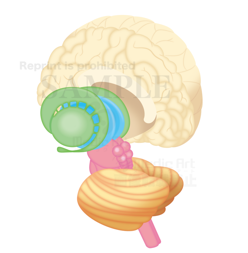 脳の断面と大脳基底核