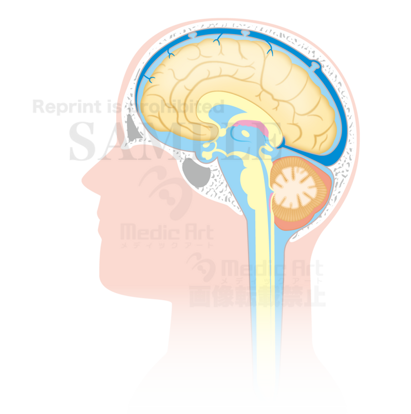 脳脊髄液の循環（矢状断：しじょうだん）［矢印なし］