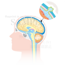 Circulation of the cerebrospinal fluid