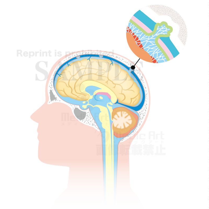 脳脊髄液の循環（矢状断：しじょうだん）［矢印なし、クモ膜下腔の拡大図付］