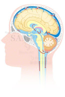 脳脊髄液の循環（矢状断：しじょうだん）［矢印あり］