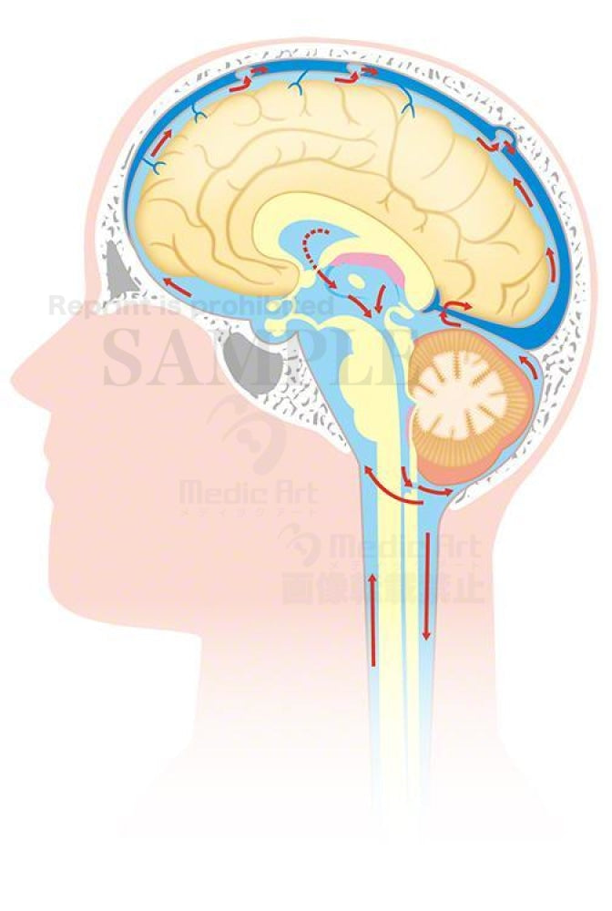 脳脊髄液の循環（矢状断：しじょうだん）［矢印あり］