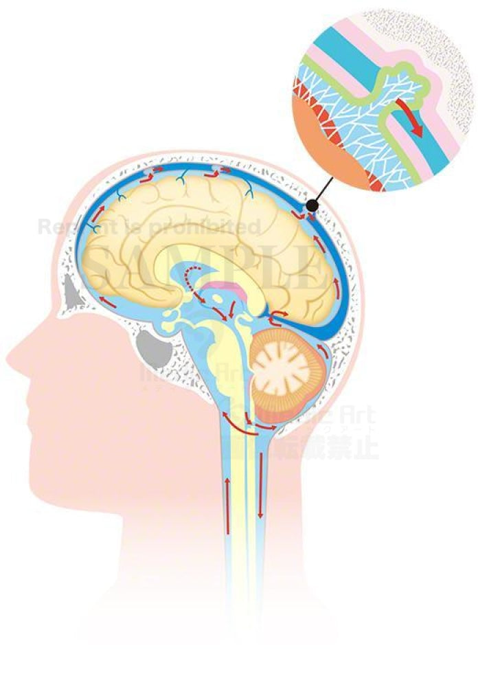 脳脊髄液の循環（矢状断：しじょうだん）［矢印、クモ膜下腔の拡大図付］