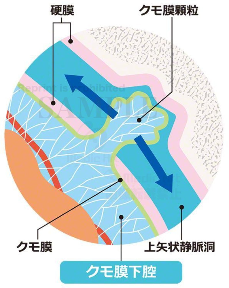 脳脊髄液の循環：クモ膜下腔の拡大図［矢印、日本語の文字付］