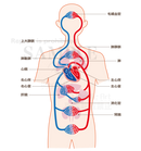 Mechanism of blood circulation[With Japanese characters and silhouette]