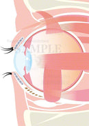 Muscles that move the eye (partial)