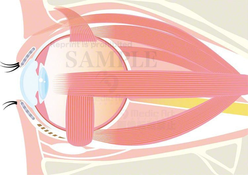 Muscles that move the eye