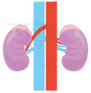 Kidney