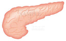Pancreas