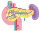 The pancreatic duct of the pancreas