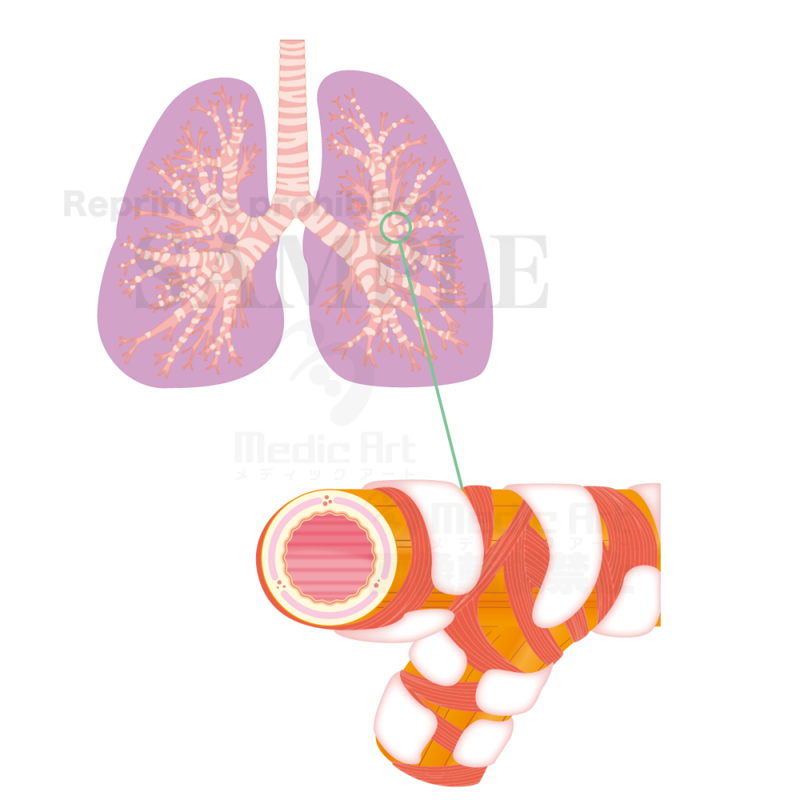 肺の構造、肺と気管支