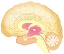Mechanism of the brain stem