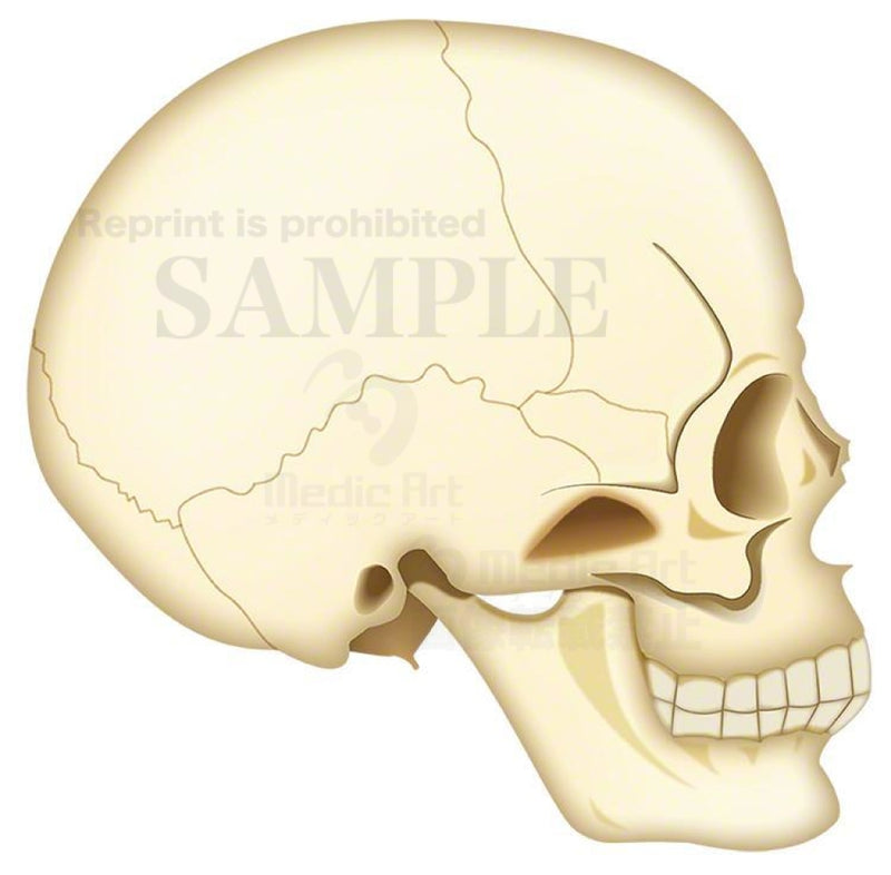 The inside of the skull: eye socket, maxillary sinus