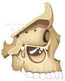 The inside of the skull: orbital, maxillary sinus